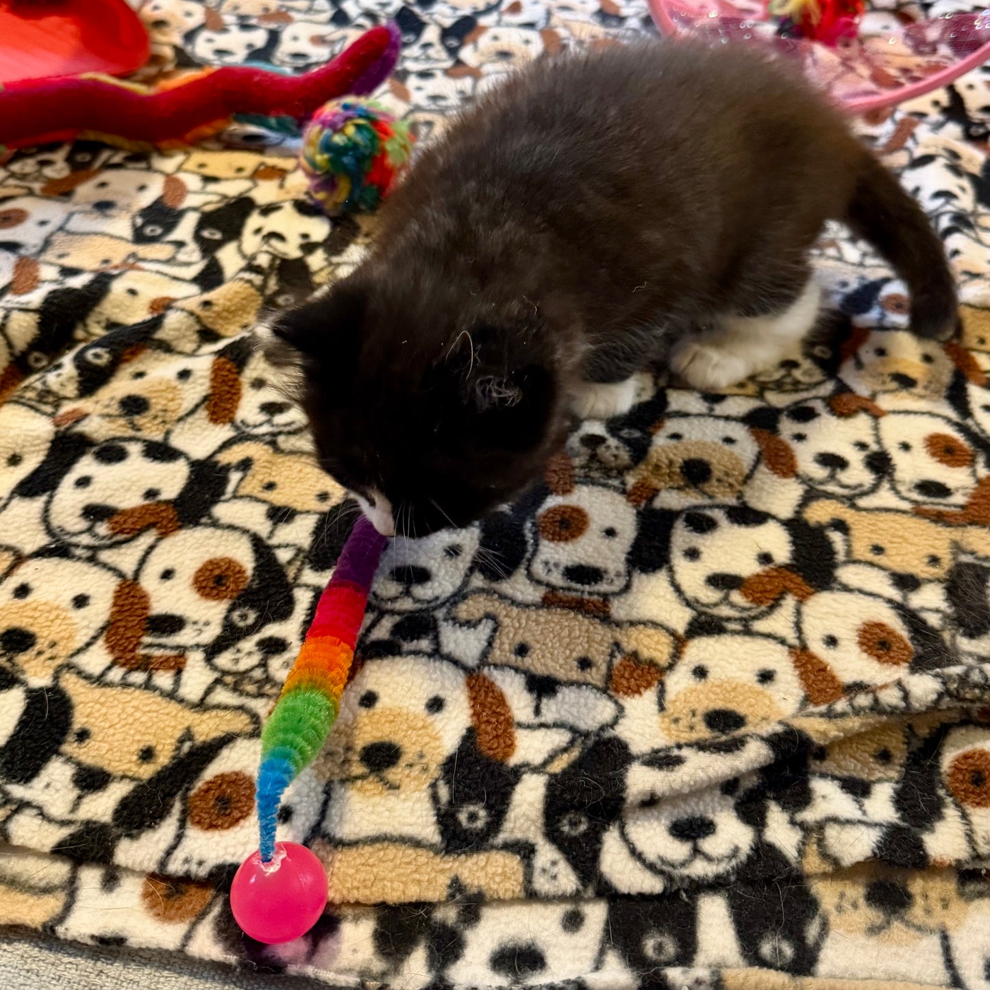 cute black and white kitten checking out the bouncy caterpillar cat toy for the first time