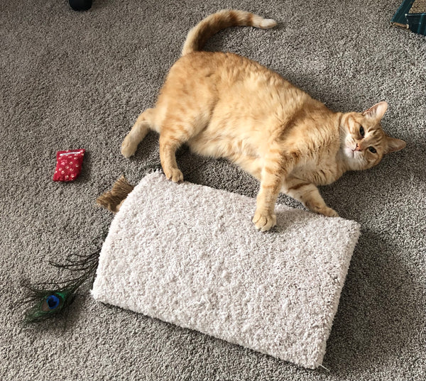 Dome cat scratcher outlet