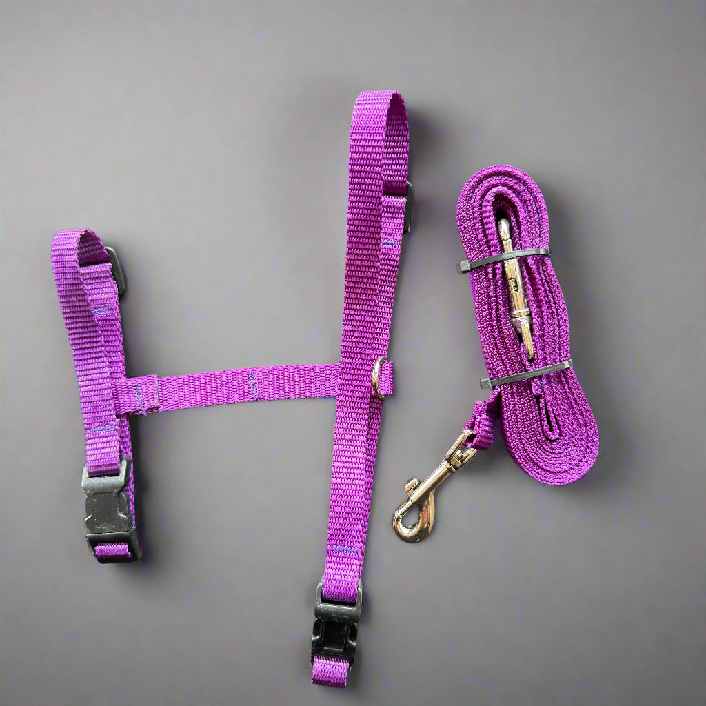 Single H style harness with welded d-ring, wide webbing, strong buckles and stitching , made in Canada 🇨🇦 considered one of the best brands in the world! Shown here in purple with 10' tie out (sold separately) also available in light blue, royal blue, red, black and our favourite hot pink.