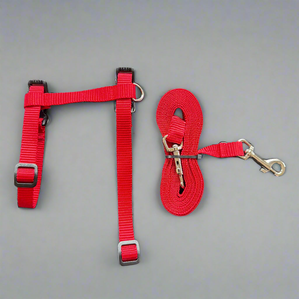 H style harness with wide webbing, strong bolt snap and stitching at each end, made in Canada 🇨🇦 considered one of the best brands in the world! Shown here in red also available in light blue, royal blue, purple, black and our favourite hot pink.