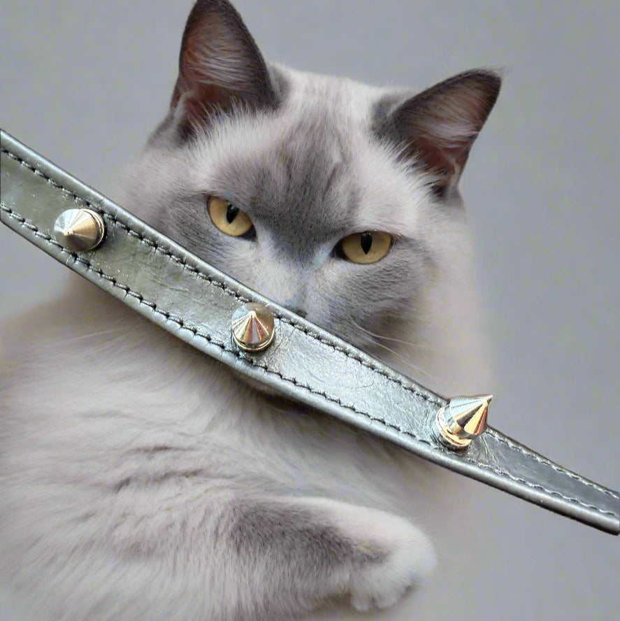 closeup of 3 silver spikes on cat collar with cat in the background