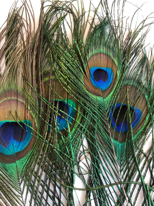 closeup of loose peacock feathers