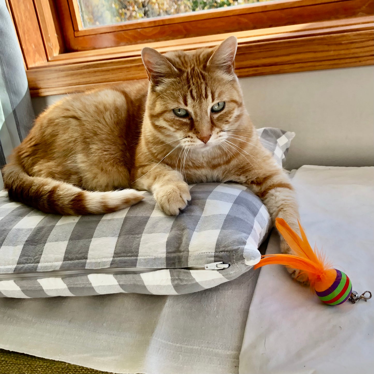 cute orange cat Finney playing with his rainbow feather ball, so cute!