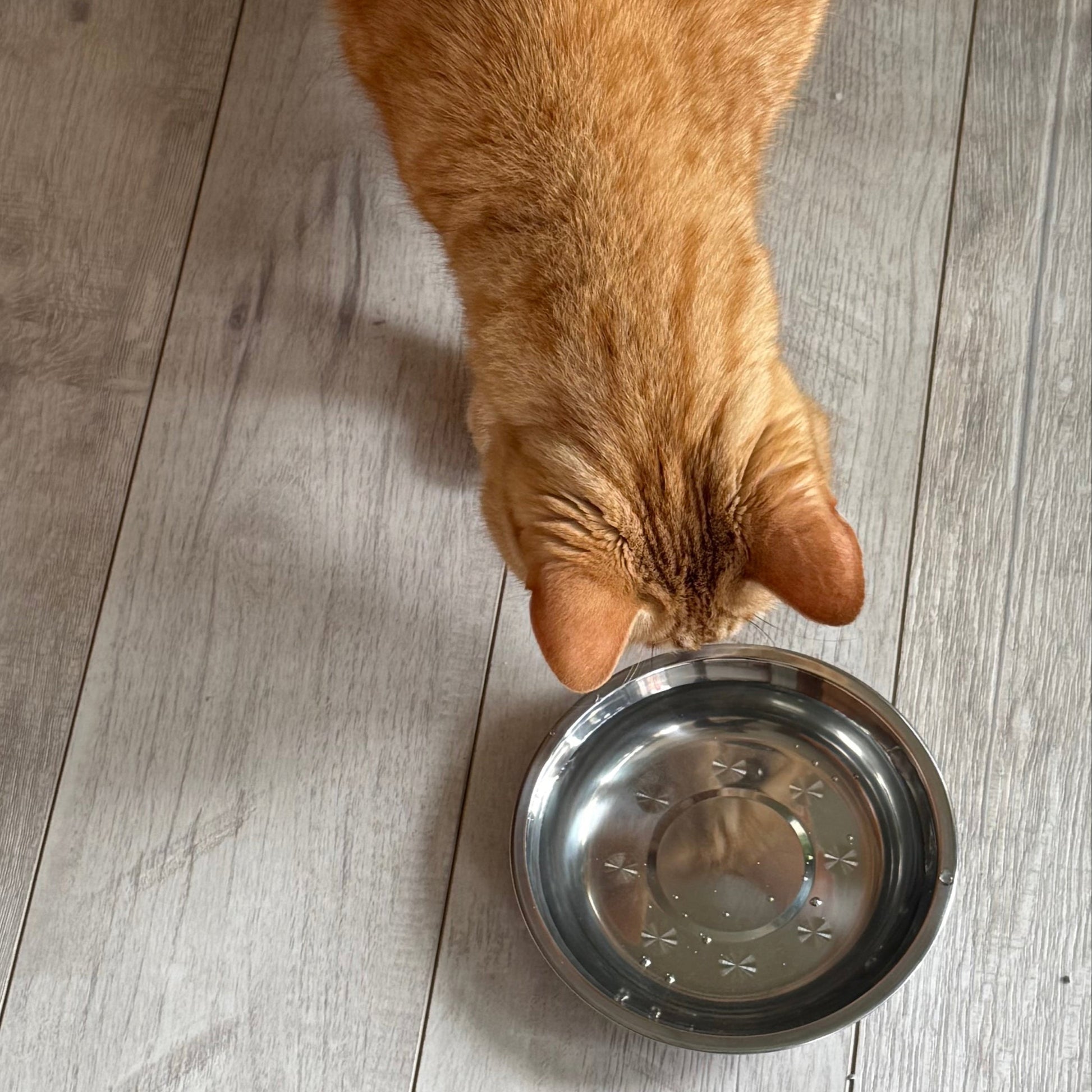 Finney the test cat prefers this stainless steel bowl because it is wide and shallow and lots of room for whiskers plus he it seems he likes looking at his reflection!