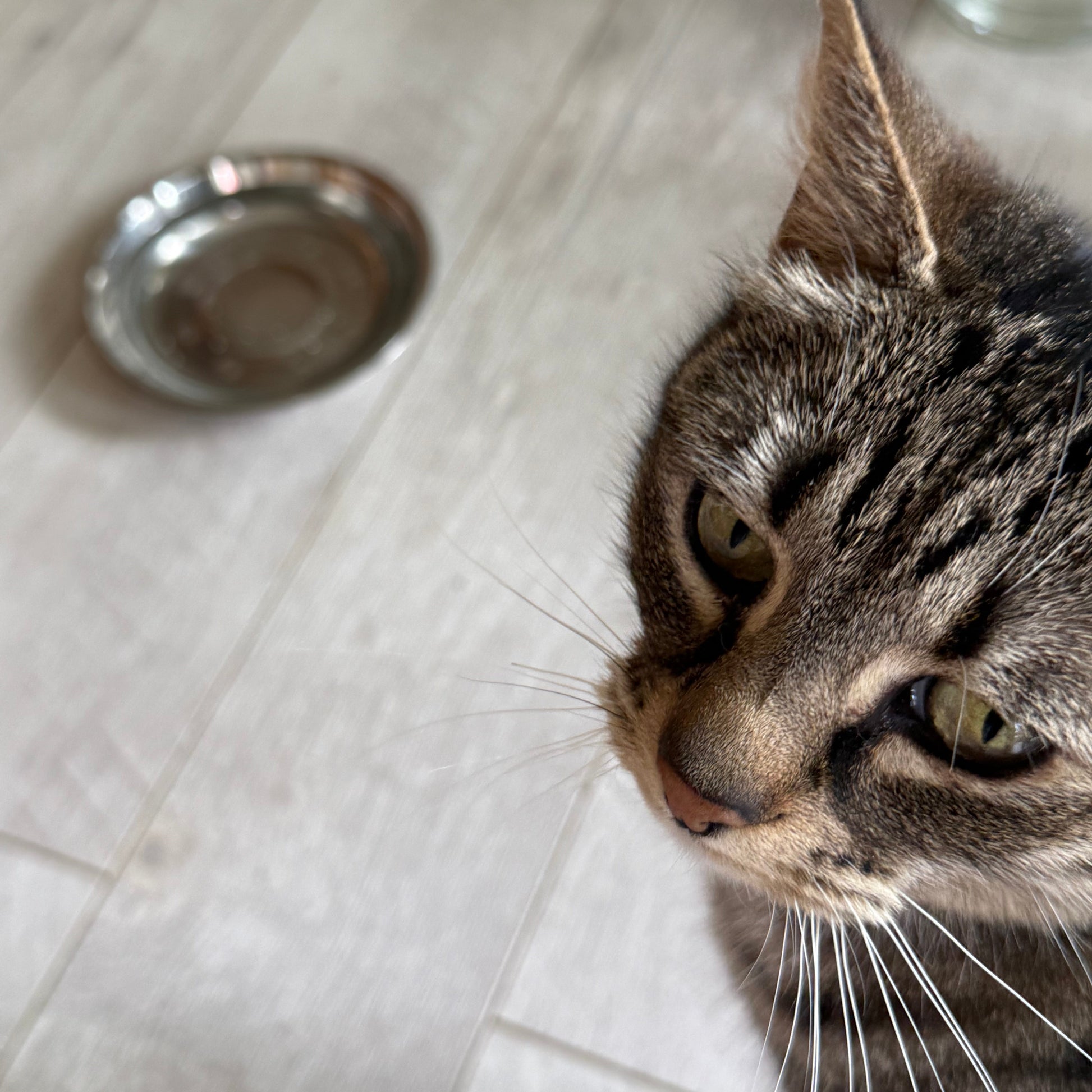 cute test cat KitKat, a tabby with beautiful whiskers, prefers this stainless steel bowl because it's wide and shallow for the whiskers!