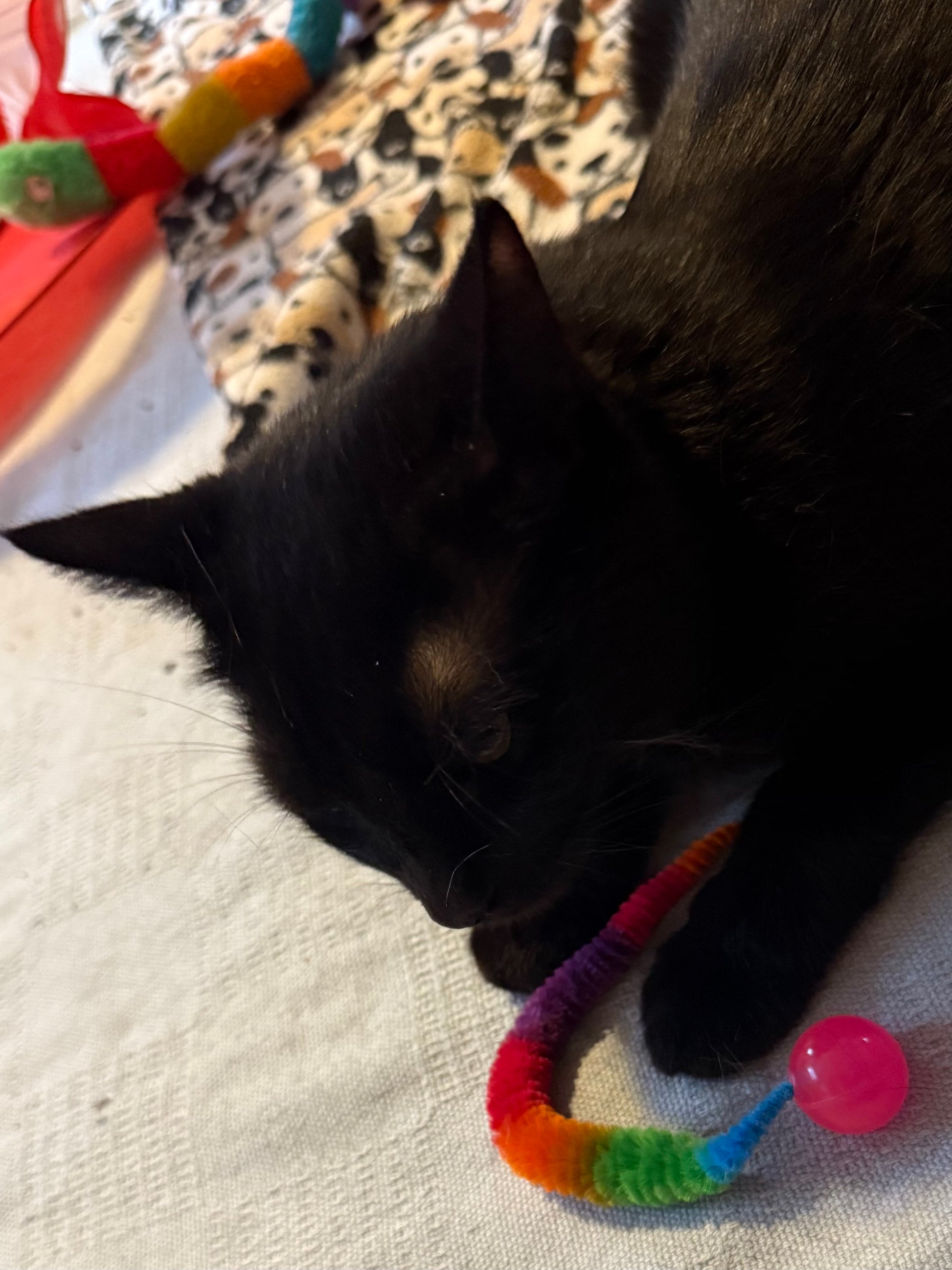 foster kitty checking out her new bouncy caterpillar toy, so cute! 8" velour "tail" in rainbow colours and attached to a super bouncy rubber ball