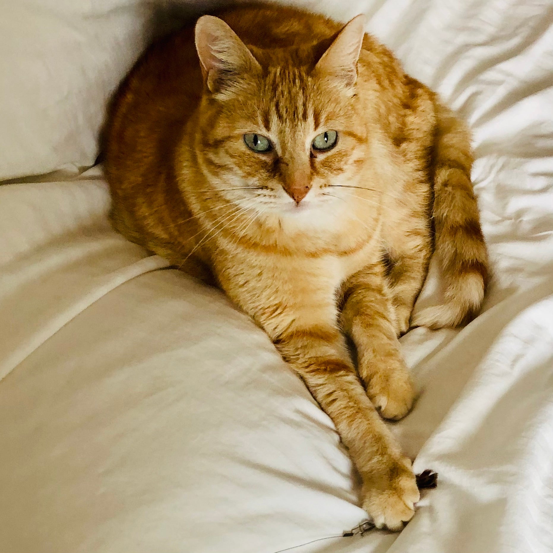cute orange cat Finney catches the fly at the end of the extendible mini-wand. so cute!