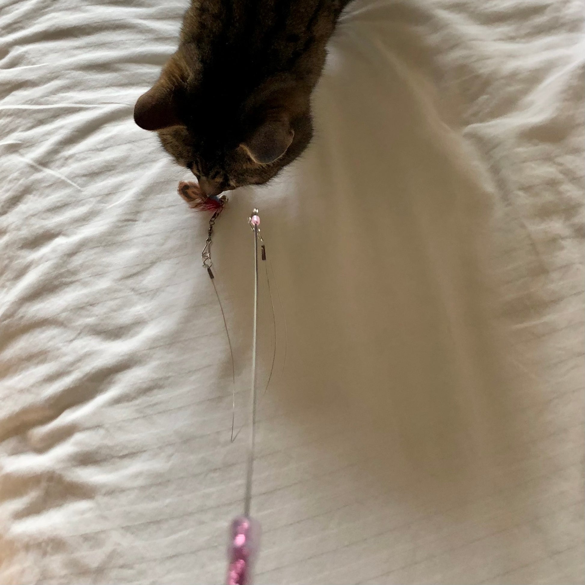 cute tabby cat KitKat catches the fly at the end of the extendible mini-wand. so cute!