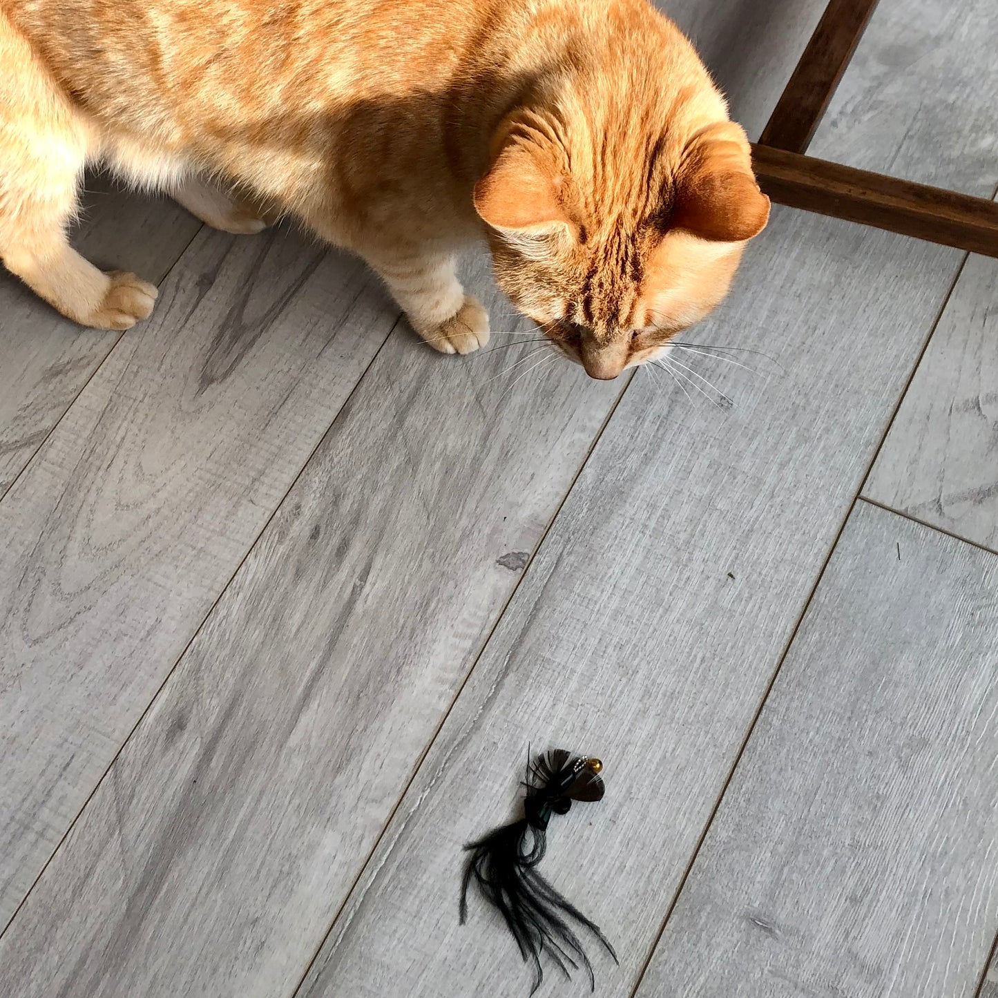cute orange cat Finney investigating a mini-moth with a long peacock feather tail. cute!