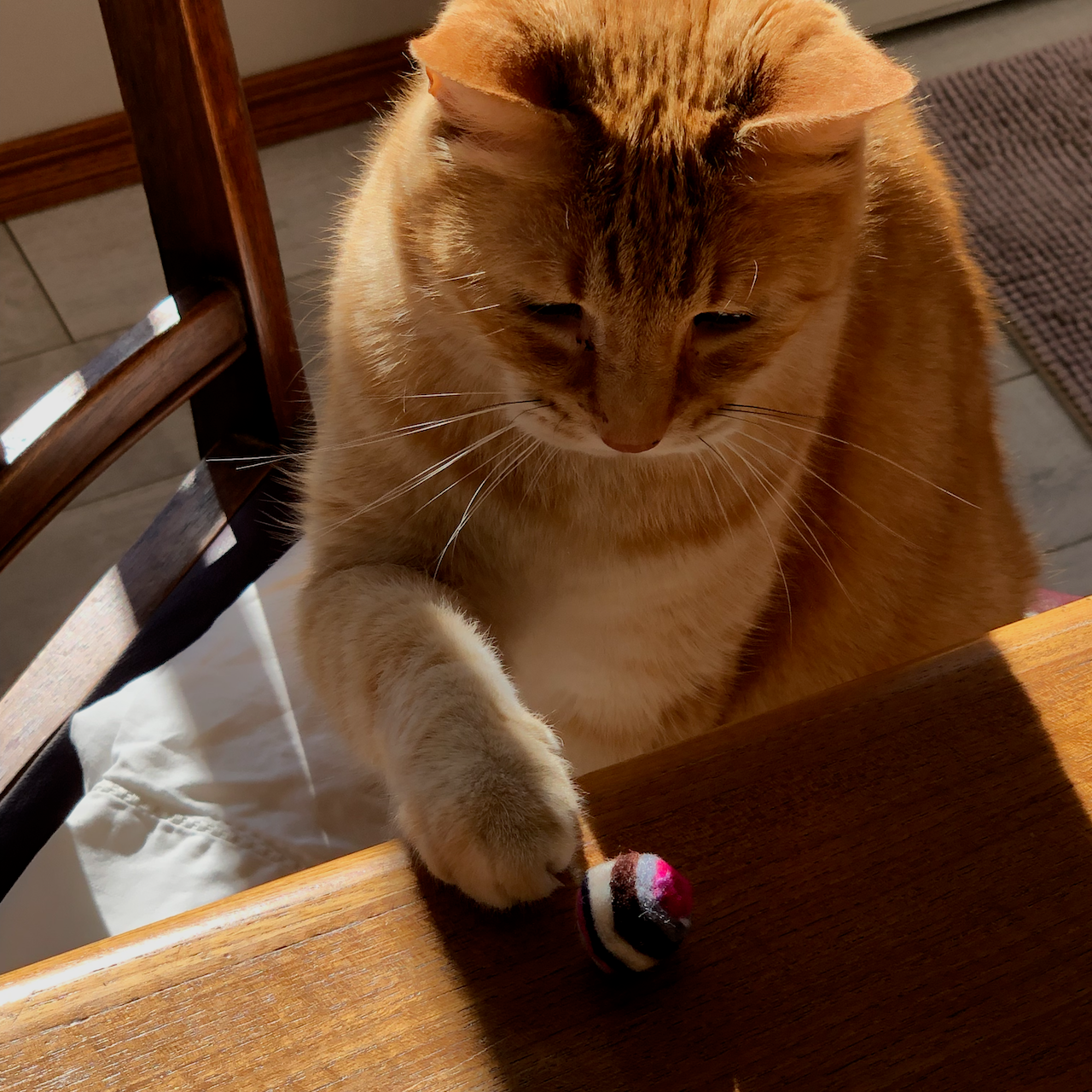 cute orange cat Finney could not resist the layered wool Nepal ball, seen here pawing at it, so cute!