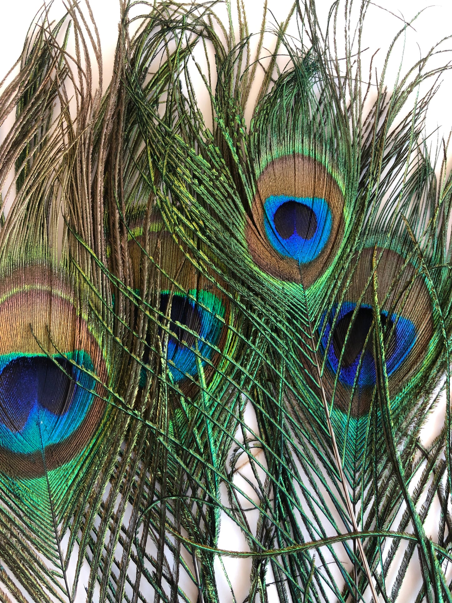 closeup of loose peacock feathers