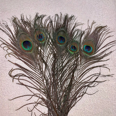 Peacock Feathers (5 pack)